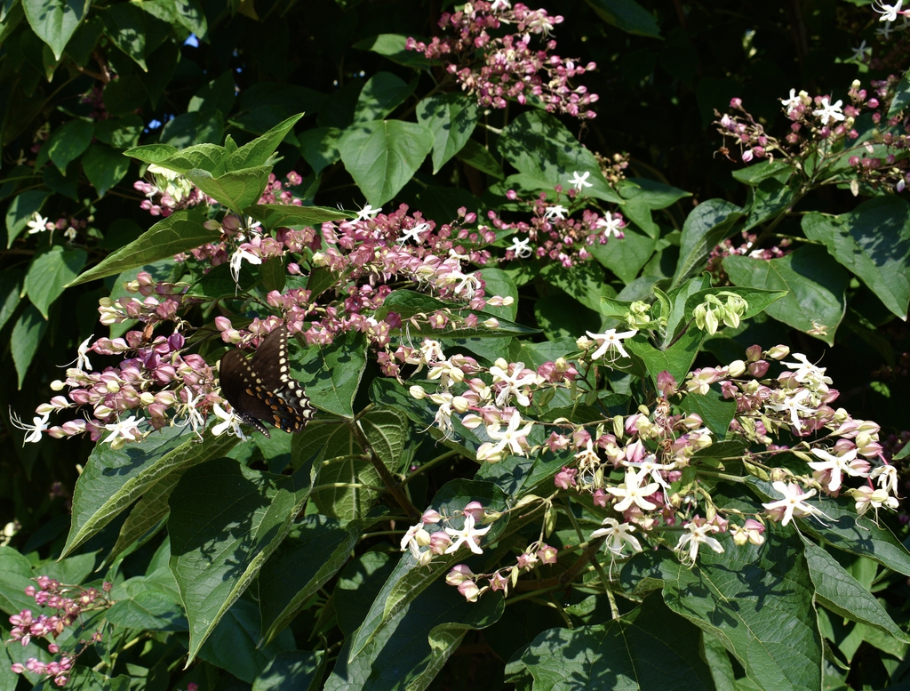 With Black Swallow Tail - Aug. 12, Wake Co., NC
