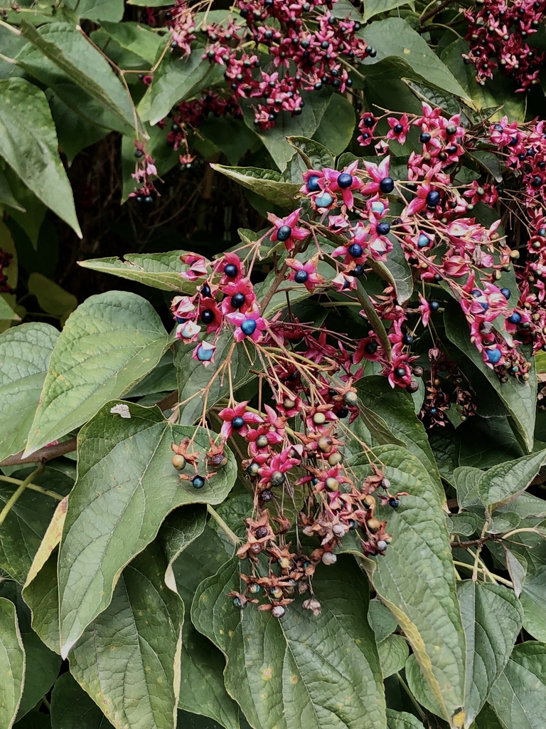 Leaves & fruit - Fall - Wake Co. - NC