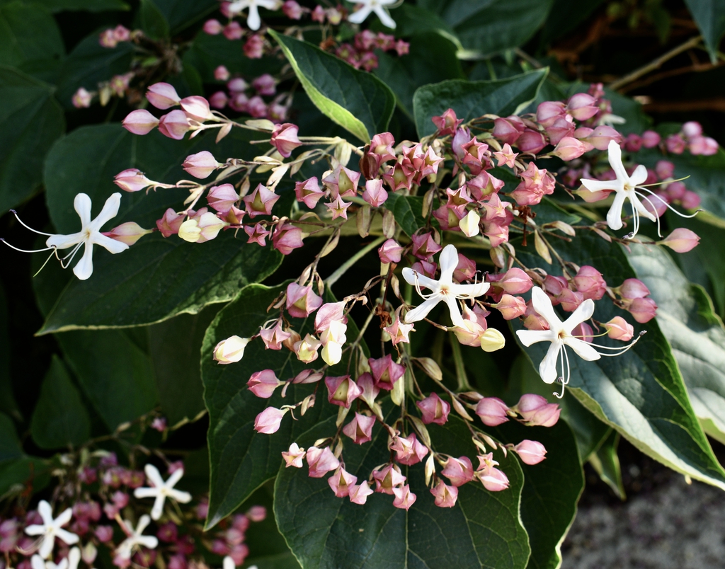 Flowers - Aug. 12, Wake Co., NC