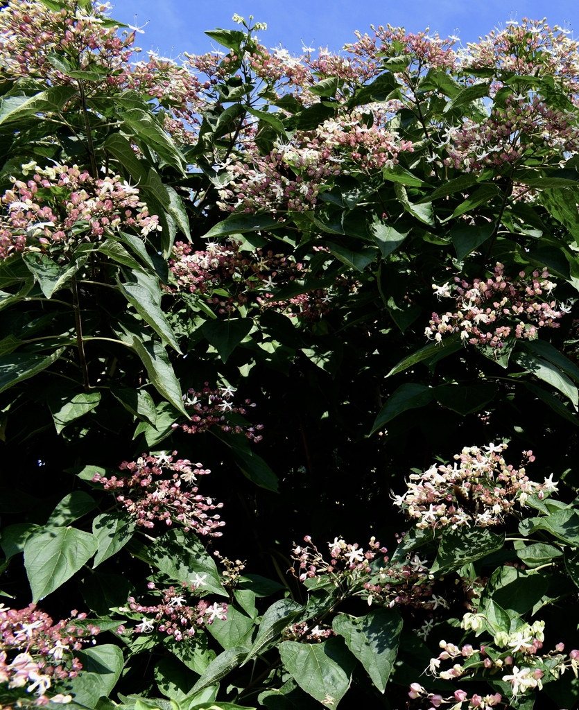 tubular white flowers with pink caylces