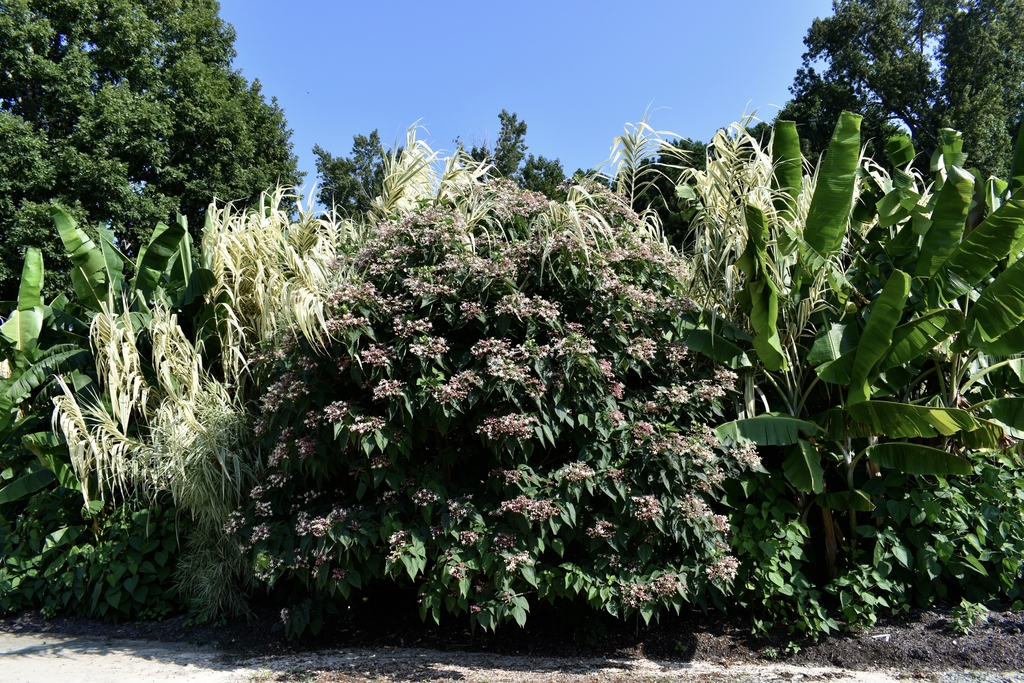 multistemmed, shrub with tubular white flowers
