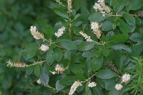 Leafy shoots bearing spikes of showy white flowers.