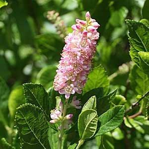 A spike of pink flowers with exserted stamens. Serrate leaves.
