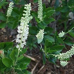 Spike of white flowers with exserted, red anthers