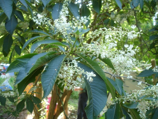 Clethra barbinervis