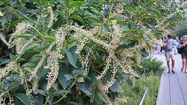 Clethra barbinervis