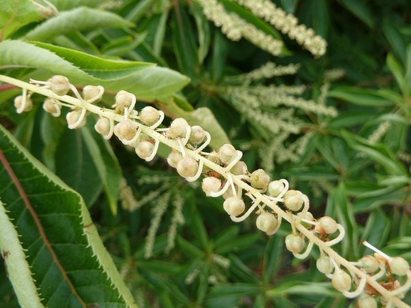 Clethra barbinervis