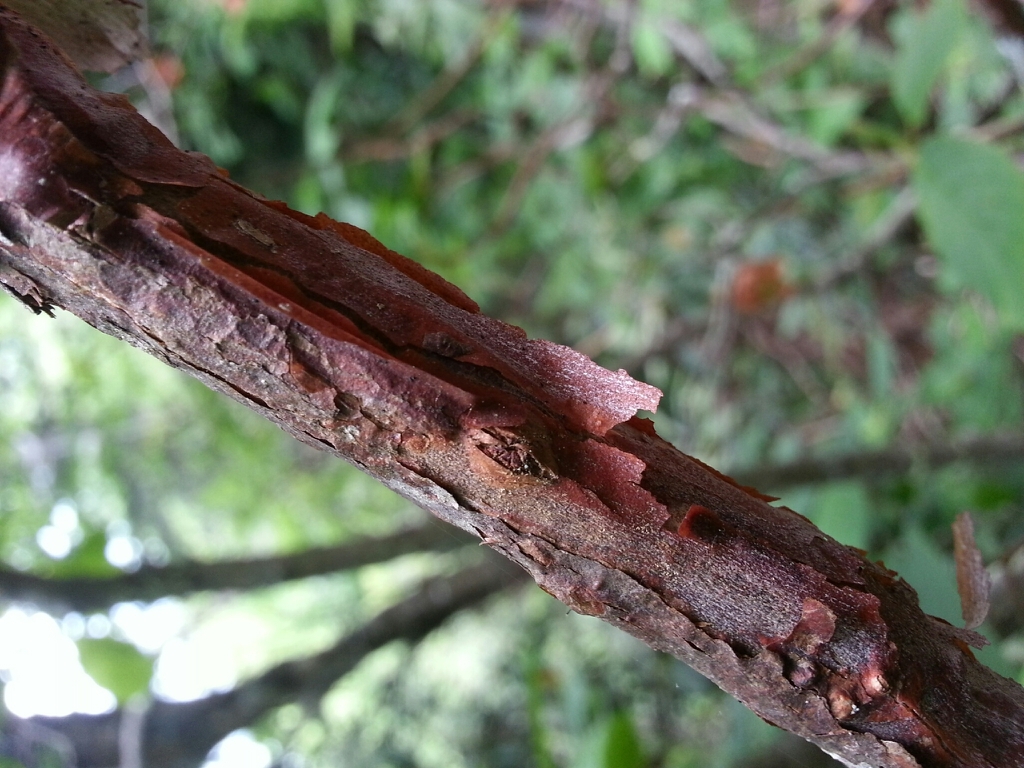 Bark