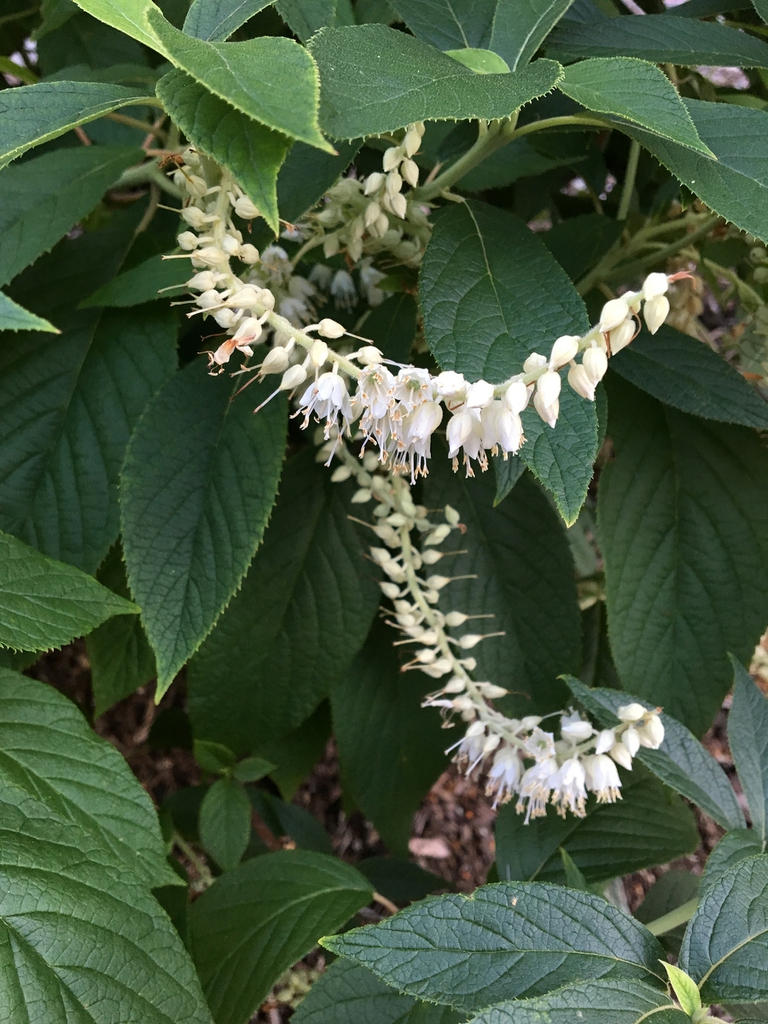 leaves and flowers