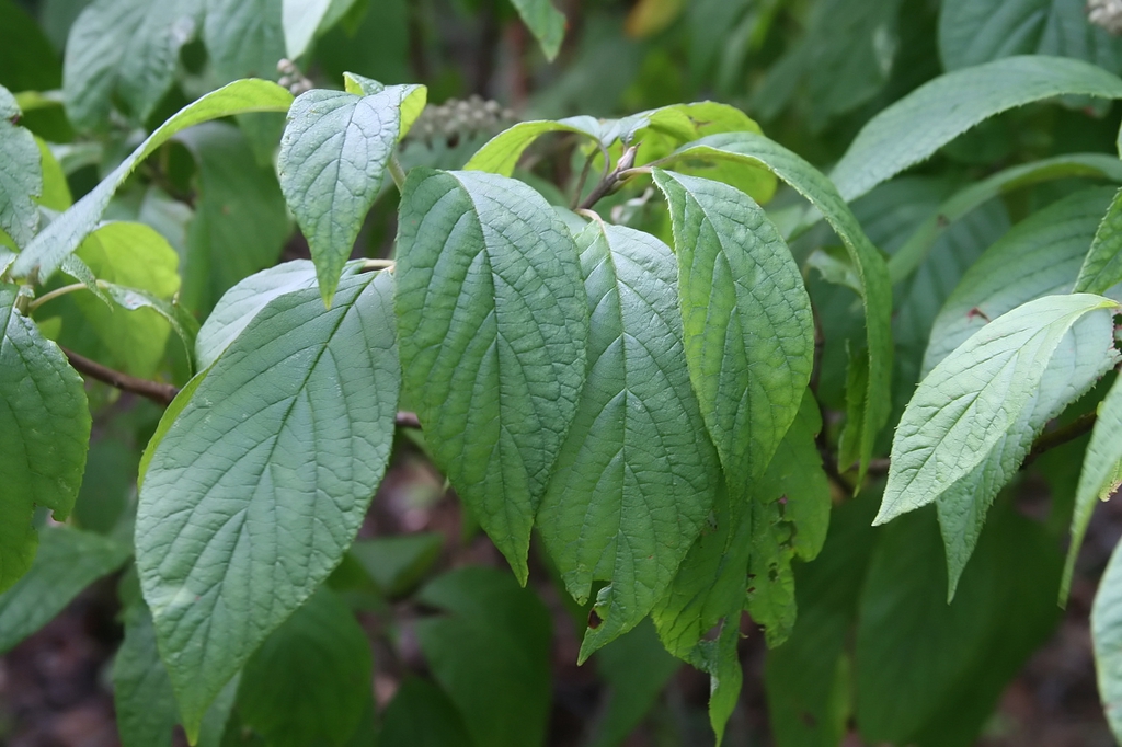 Leaves
