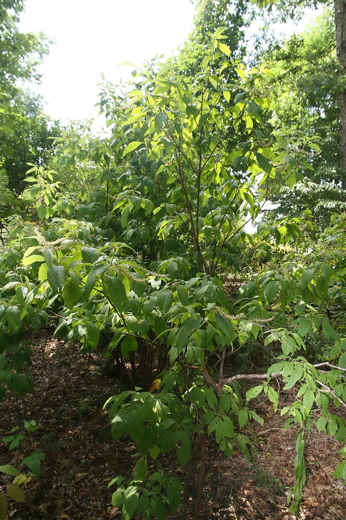 Form