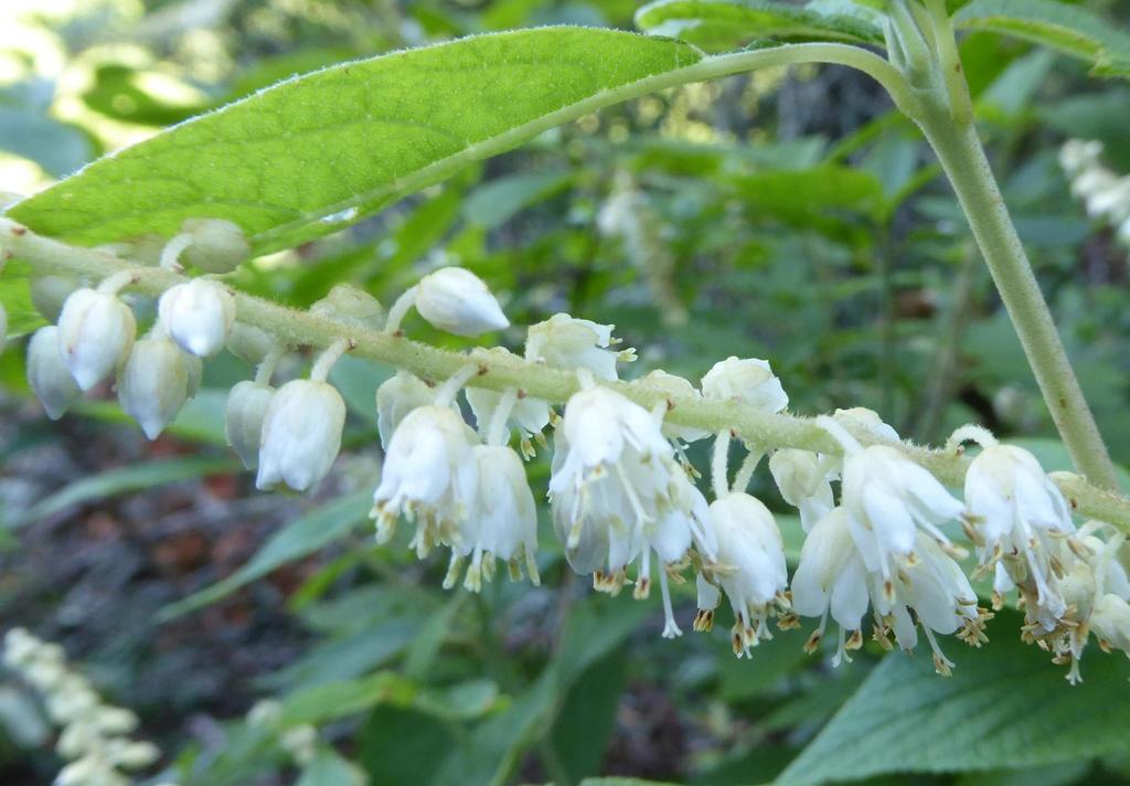 Close up of flower