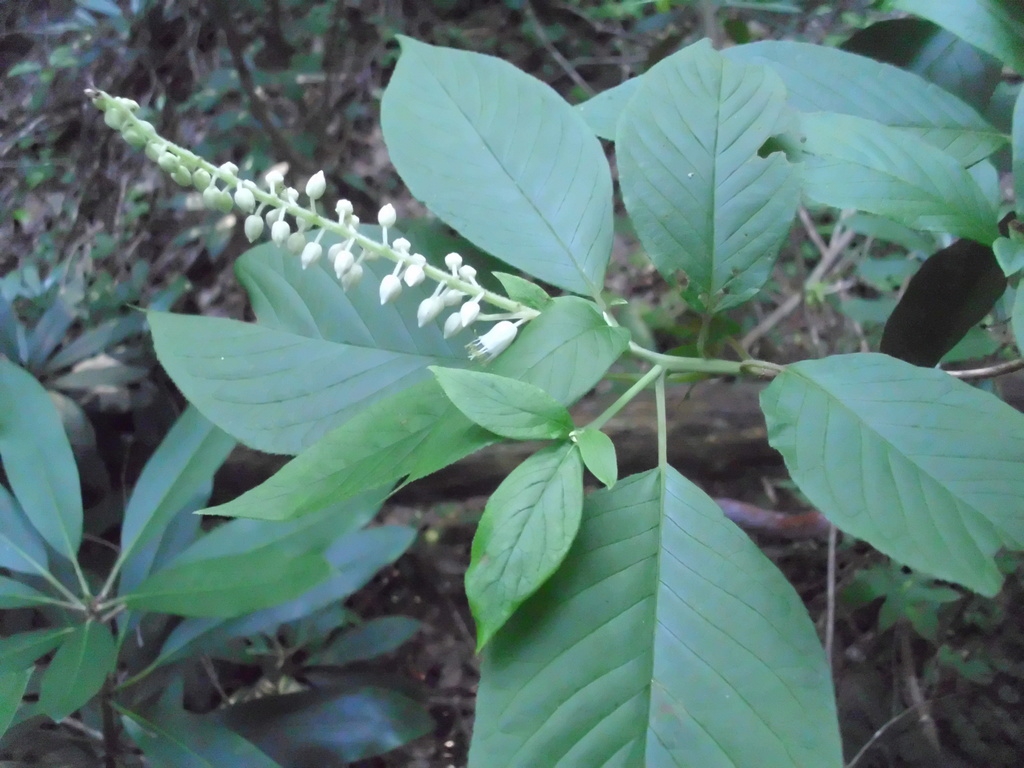 Flower buds and leaves