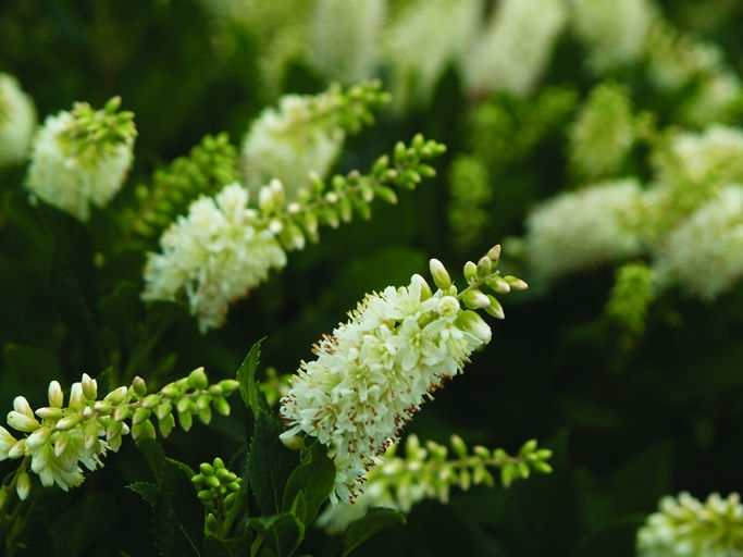 White flower clusters