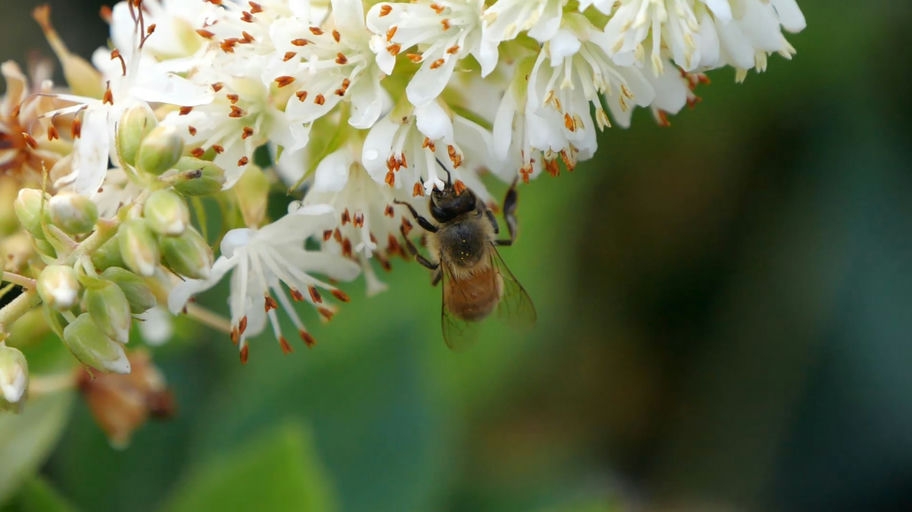 Closeup of individual flowers in the cluster