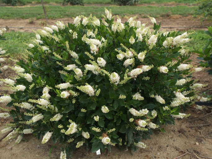 Form of the shrub with white clusters of flowers