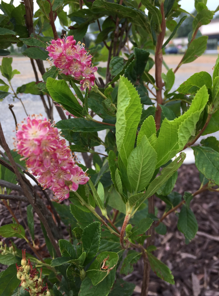 Leafy shoots, serrate leaves, & spikes of pinkk flowers.