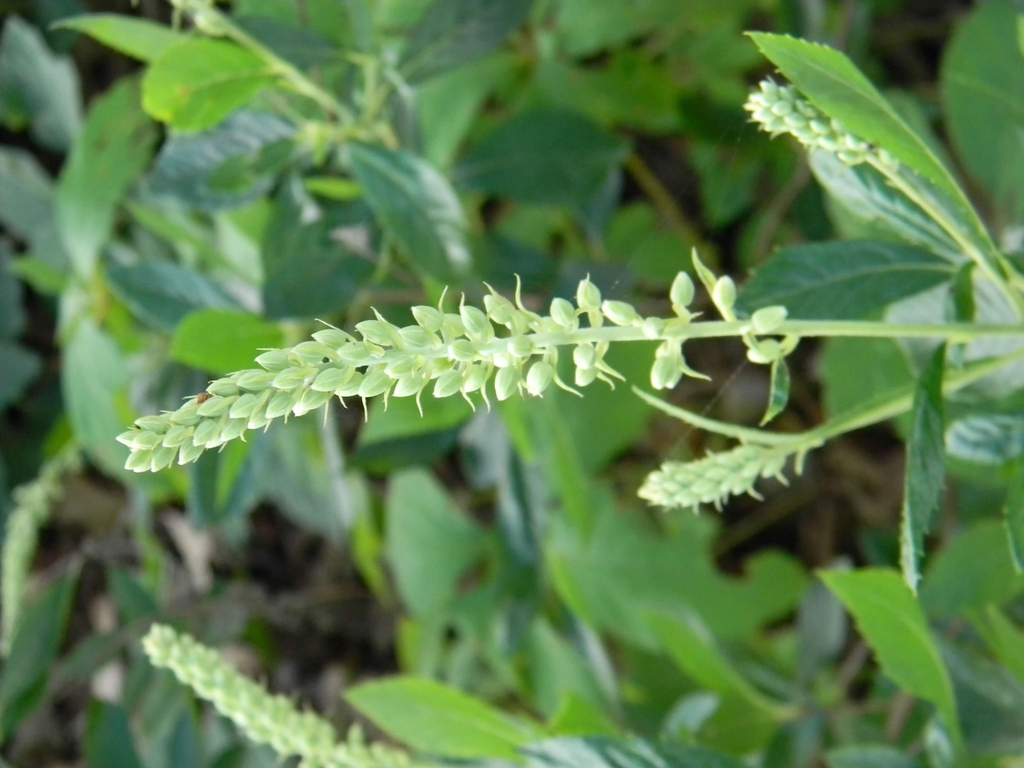 Clethra acuminata