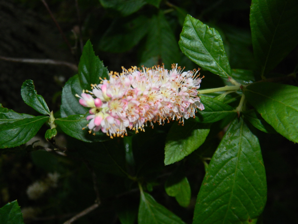 Spike of pale pink flowers with yellow exserted anthers.