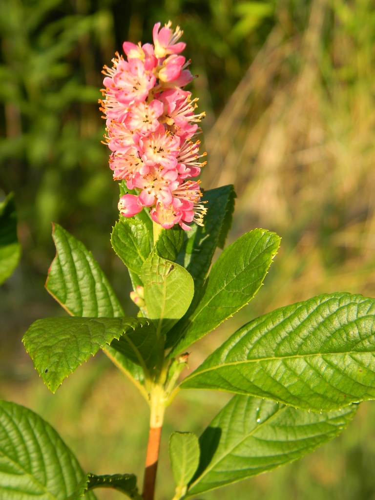 Spike of pale pink flowers with yellow exserted anthers.