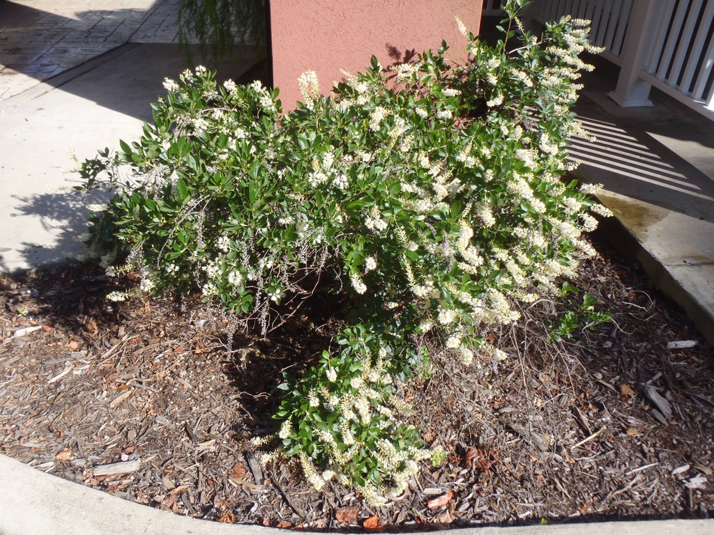 Small shrub in a mulched bed with spikes of white flowers.