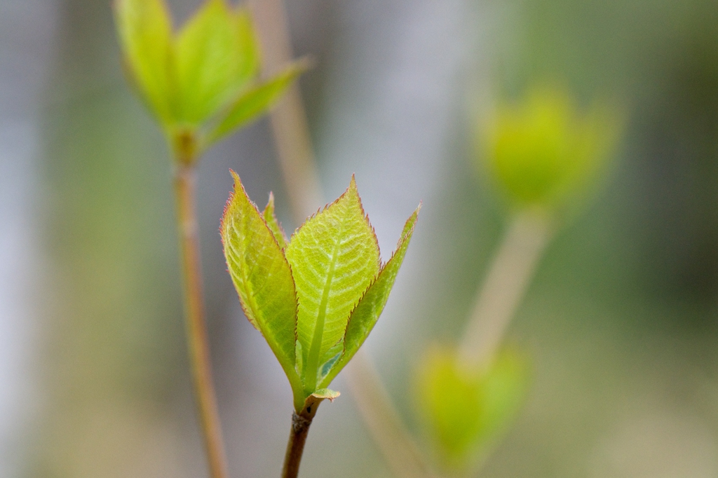 leaves