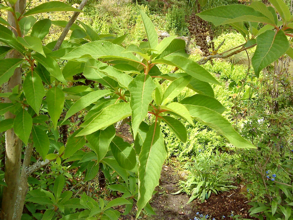 leaves and flowers