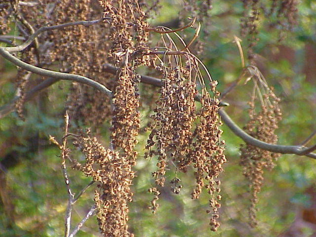 leaves and flowers