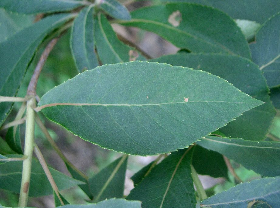 leaves