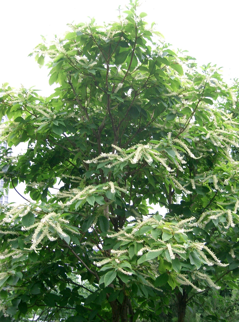 leaves and flowers