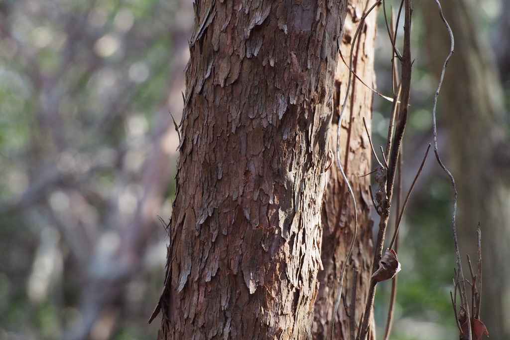 bark