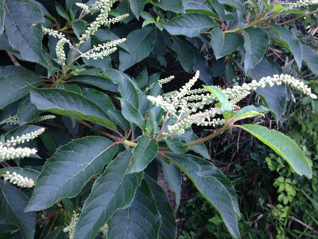 leaves and flowers