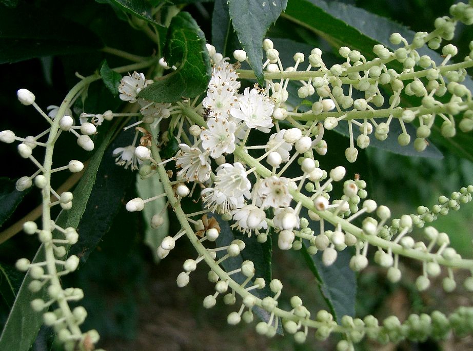 Flower and leaves