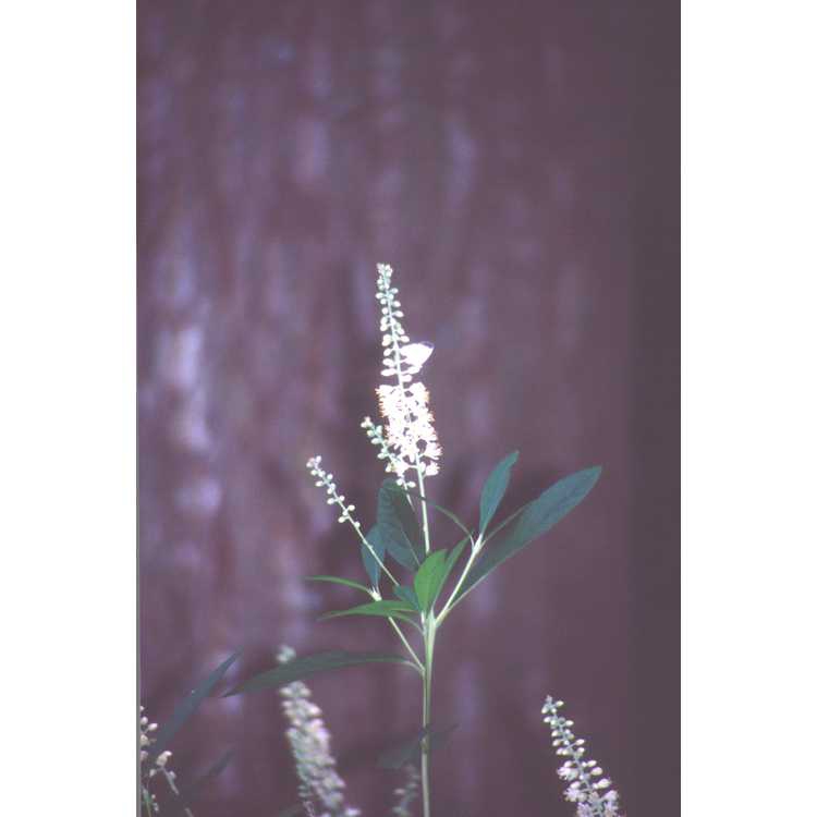 leaves and flowers