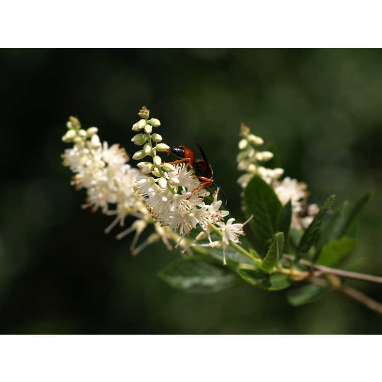 leaves and flowers