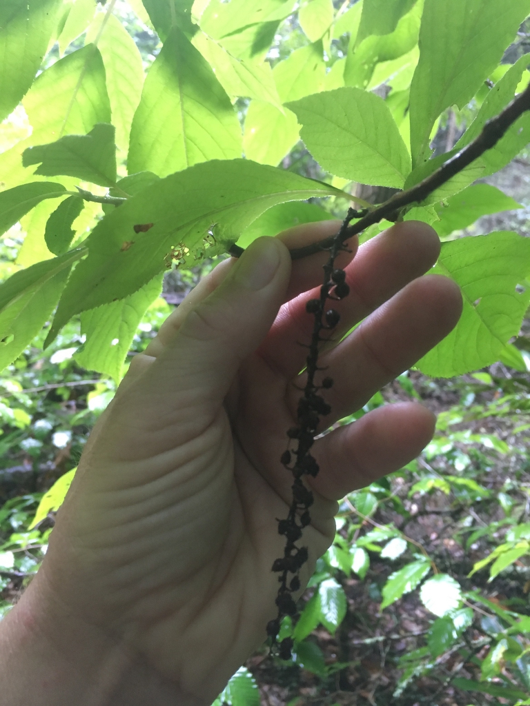Seed head
