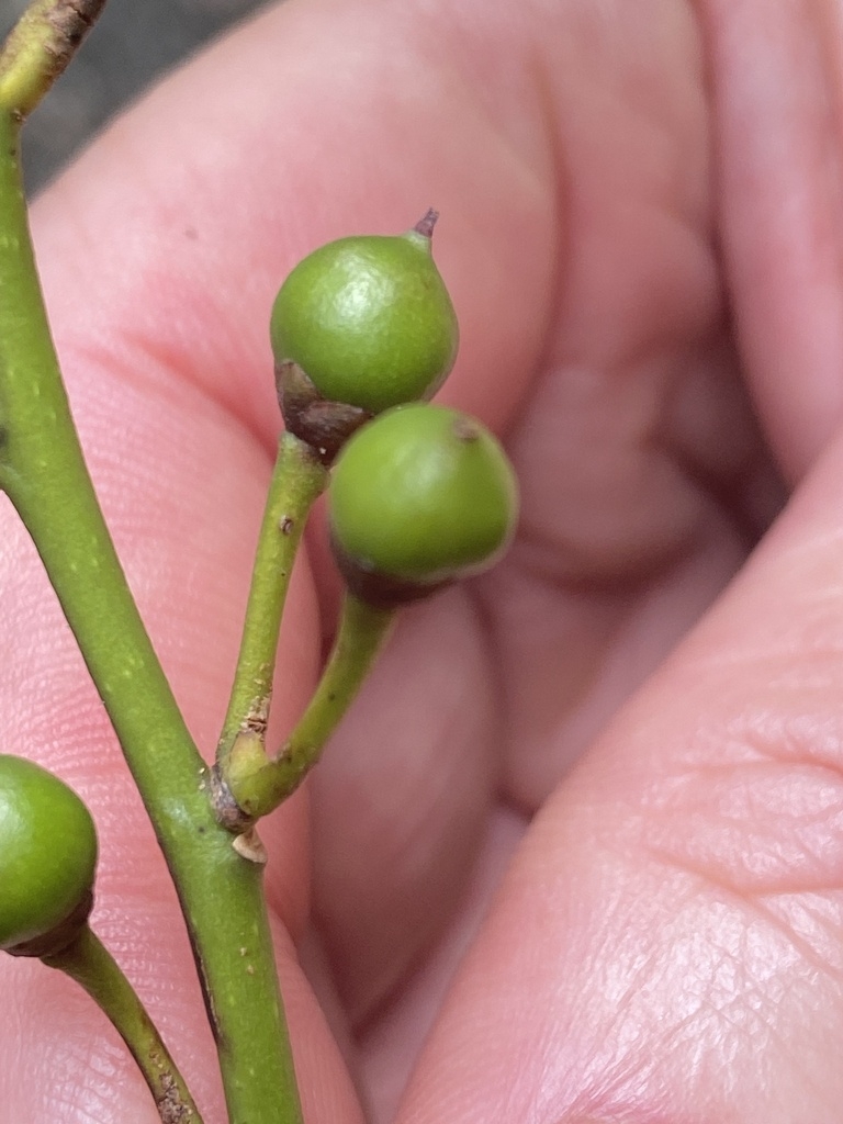 Smal green round imature berries