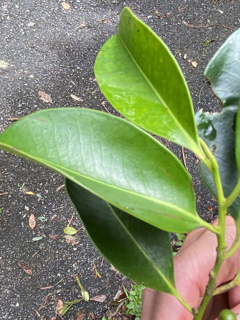 Closeup of green leaf
