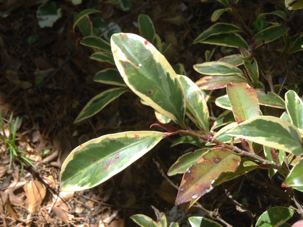 Flower bud on cultivar with variegated leaves