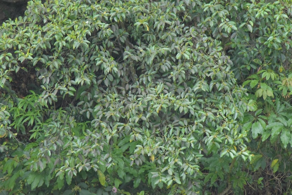 Form of a large shrub