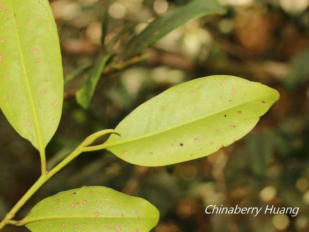 Yellow-green underside of leaf