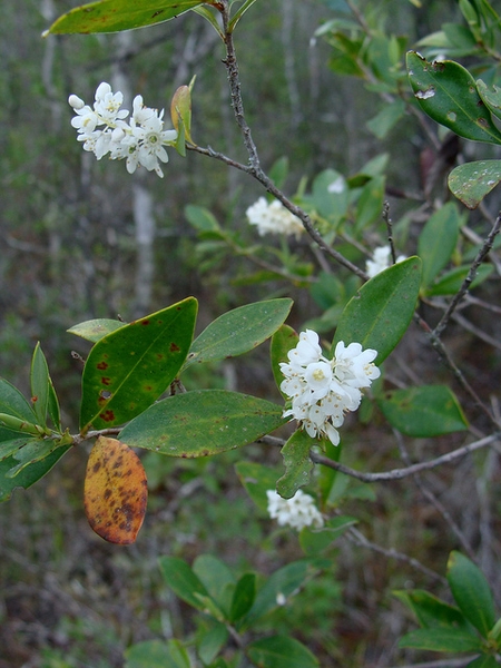 Cliftonia monophylla 