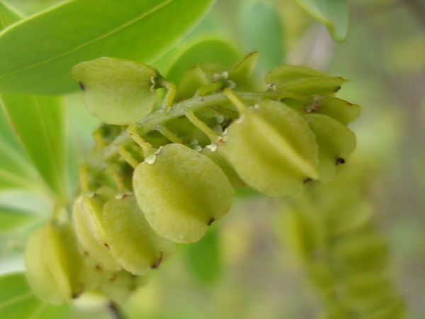 Cliftonia monophylla 