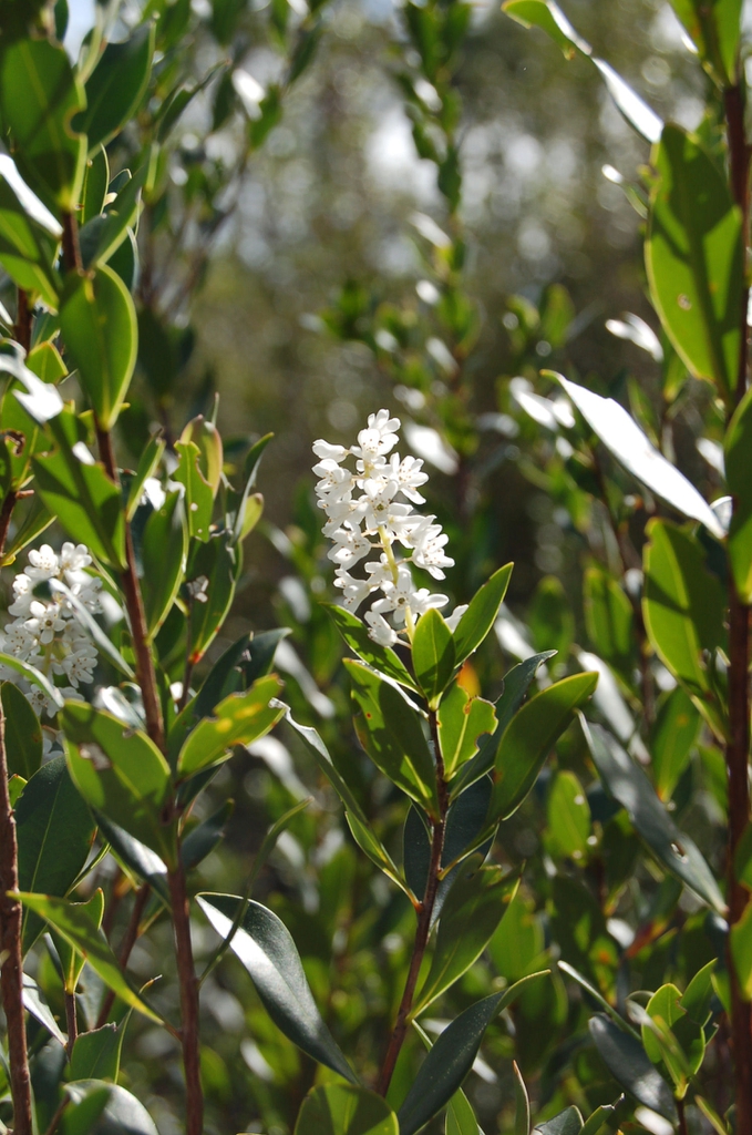 leaves and flowers