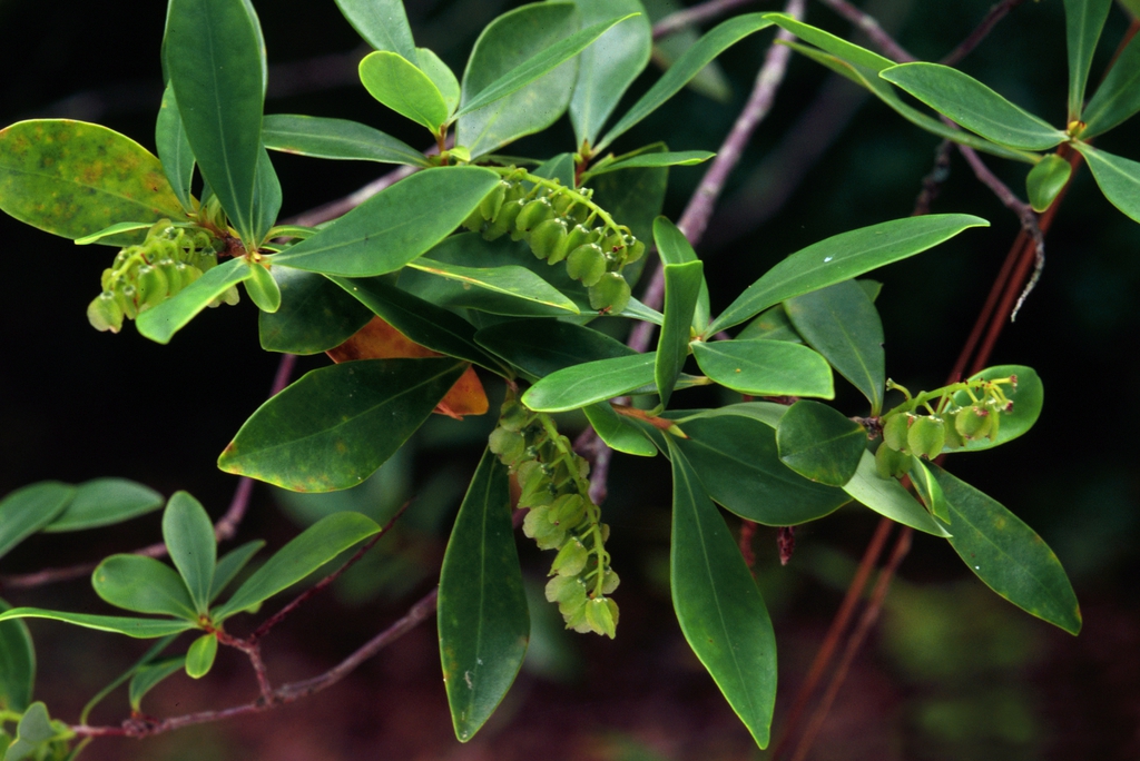 leaves and flowers