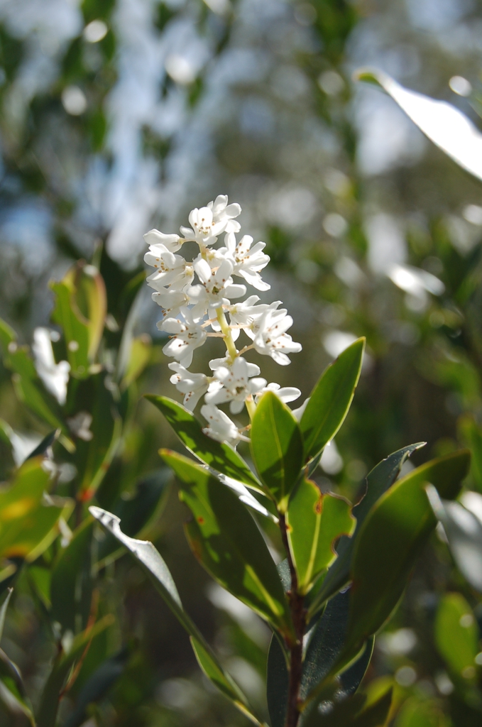 leaves and flowers
