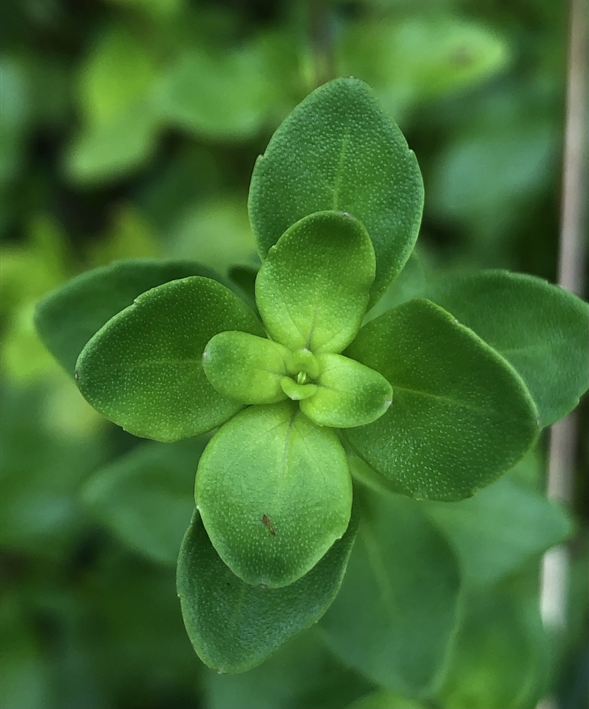 Leaves at top of the stem