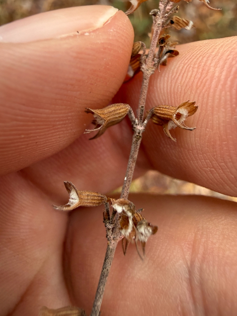Dried fruits on a stem in January