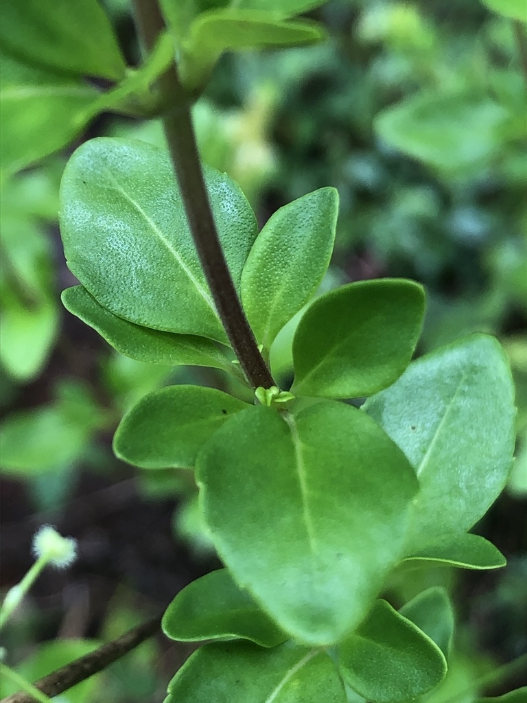 Reddish stem with opposite leaves