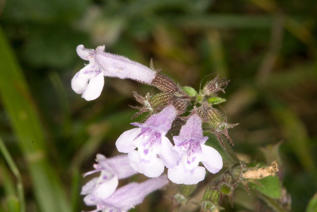 Tiny, 2-lipped, tubular, white flower; pinkish on the outside.